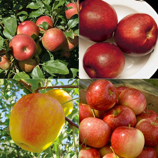 ColdHardy Apple Tree Collection Apple Trees Stark Bro's