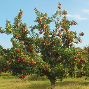 a thriving fruit tree