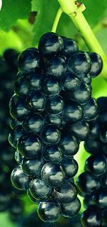 Photo of Jupiter Seedless Grape Vine