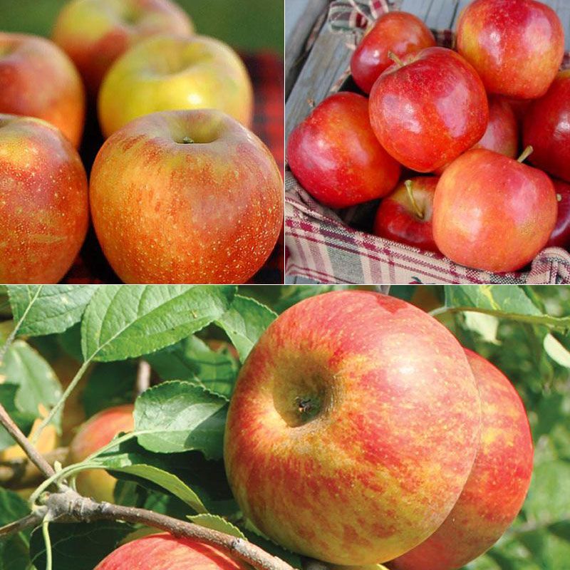 Cider Apple Tree Collection Apple Trees Stark Bro's