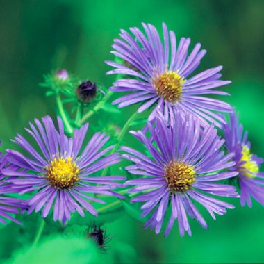 Photo of New England Aster Plant