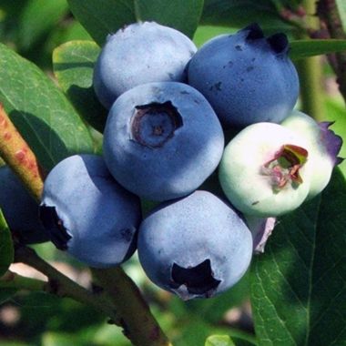 Photo of blueberries unpicked.