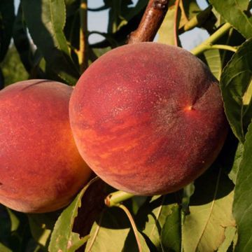 Photo of peaches on tree.