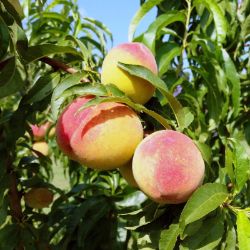 Photo of peaches on tree.
