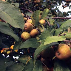 Photo of cider apples on tree.