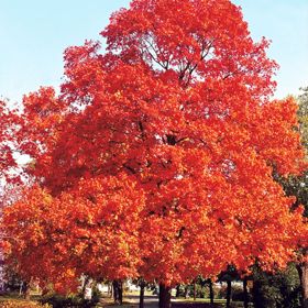 Photo of maple tree with fall colors.
