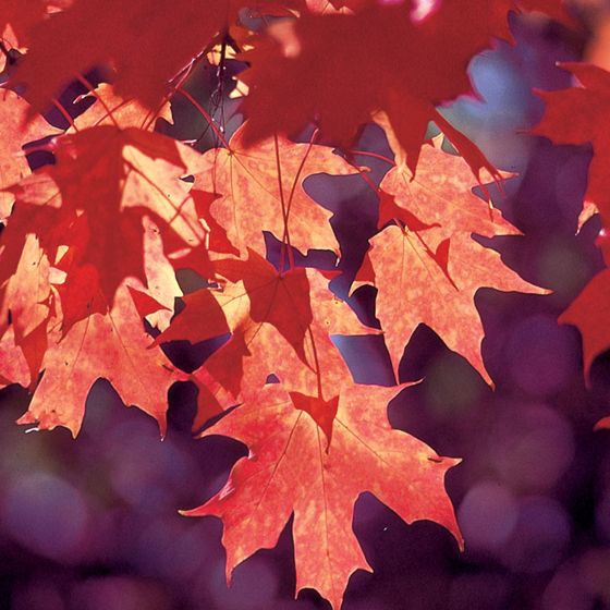 Photo of fall color maple leaves.