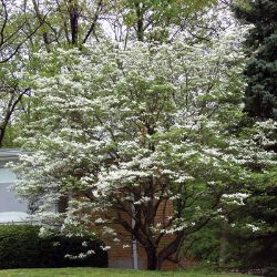 Photo of bloomed dogwood tree.