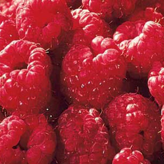 Photo of Killarney Red Raspberry Plant