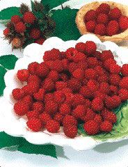 Photo of Tulameen Red Raspberry Plant