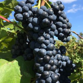 Photo of grapes on vine.