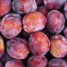 Photo of Burbank plums.