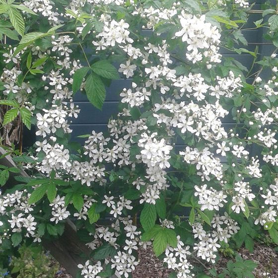 Snowbank White Blackberry in bloom with white flowers