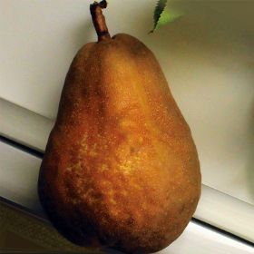 Photo of a pear.