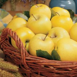 Starkspur® Golden Delicious Apple