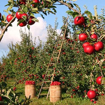Loaded Apple trees and harvest buckets