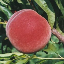 Photo of an Allstar peach on the tree.