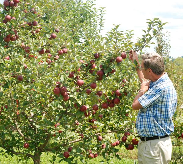 Empire Apple Apple Trees Stark Bro's