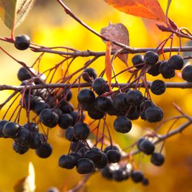 Photo of aronia berry plant with ripe berries.