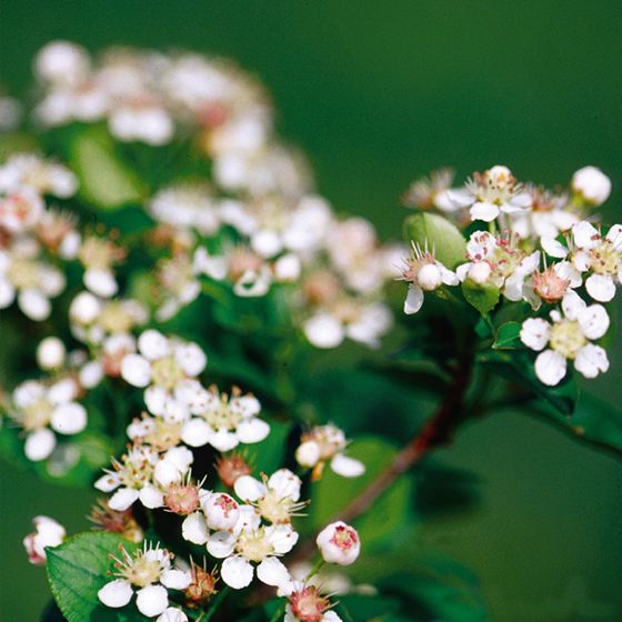 Photo of bloomed aronia berry plant, close up.
