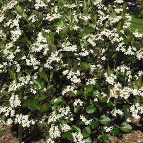 Photo of bloomed aronia berry plant.