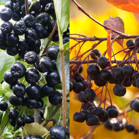 Photo collage of two aronia berry varieties.