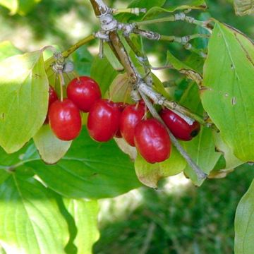Photo of Cornelian Cherry Dogwood tree.