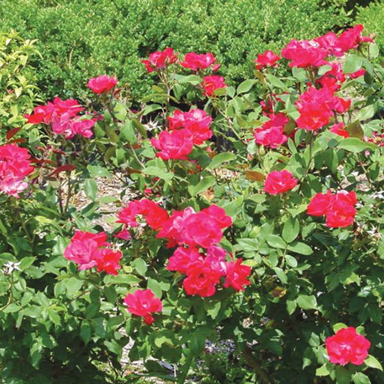 Photo of Knock Out® Rose