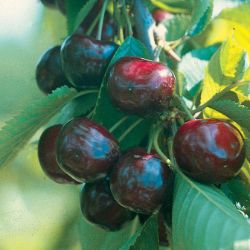 Regina™ Sweet Cherry Tree