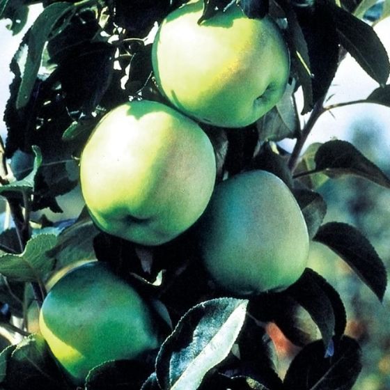 Photo of apple tree.