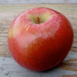 Photo of a SnowSweet Apple.