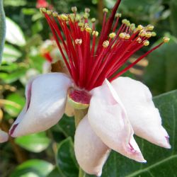 Pinapple Guava Bloom