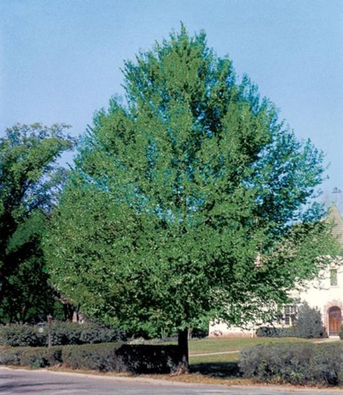 Photo of Green King Hybrid Elm Tree