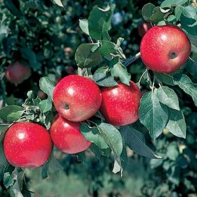 Photo of apples on the tree.