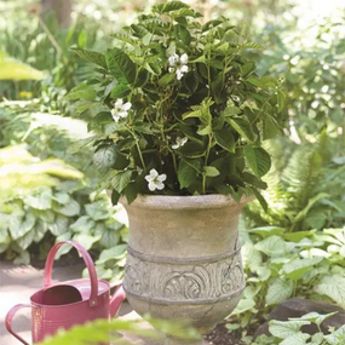 Photo of flowering berry plant in decorative pot.