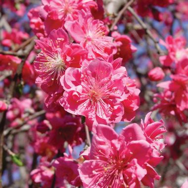 Photo of Pink Cascade Weeping Peach Tree