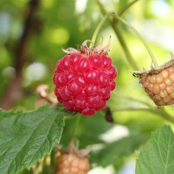 Red raspberry on plant