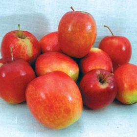 Photo of Chenango Strawberry apples.
