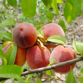 Photo of Loring peaches on the tree.