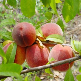 Photo of Loring peaches on the tree.