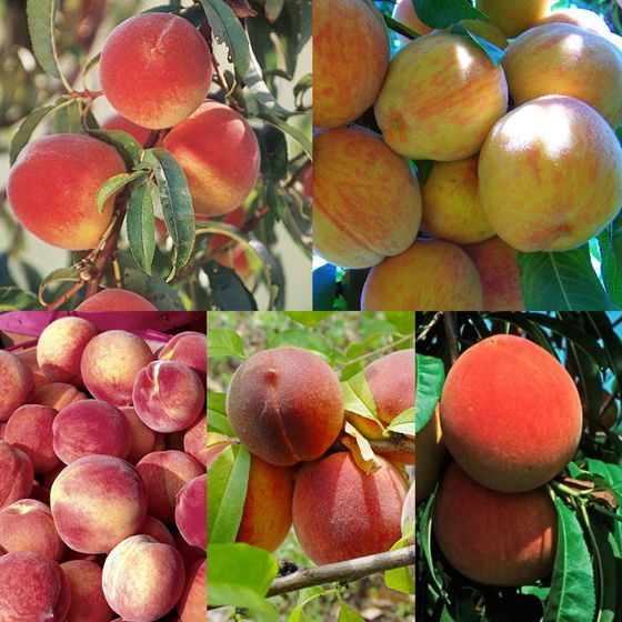 Collection of five fruit trees.
