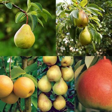 Photo of Perfect Pear Tree Collection