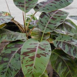 variegated leaves