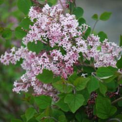 Photo of lilac in bloom.