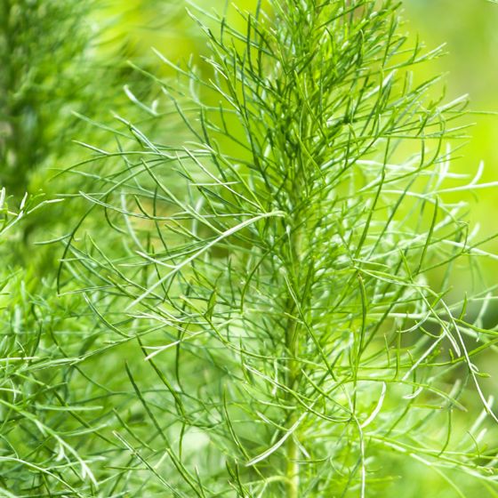 Close up of dill plant