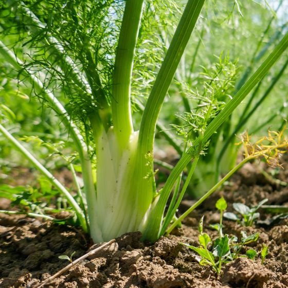 fennel growing in the ground