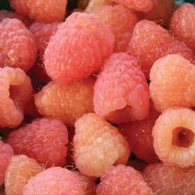 Harvested raspberries with pink and golden color.