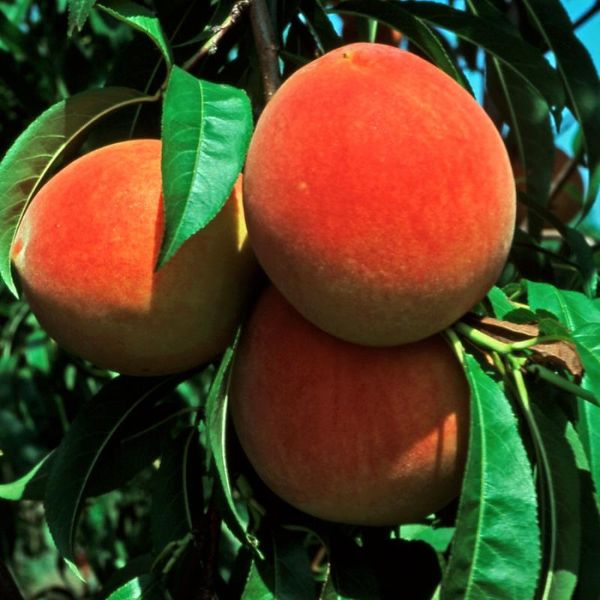 Ripe peaches on the tree.
