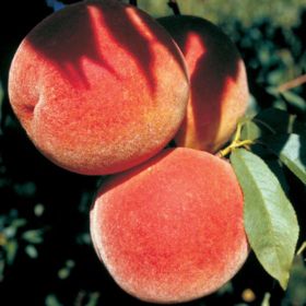 Large peaches ripe on the tree.