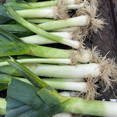 Close up of fully grown and harvested leeks.
